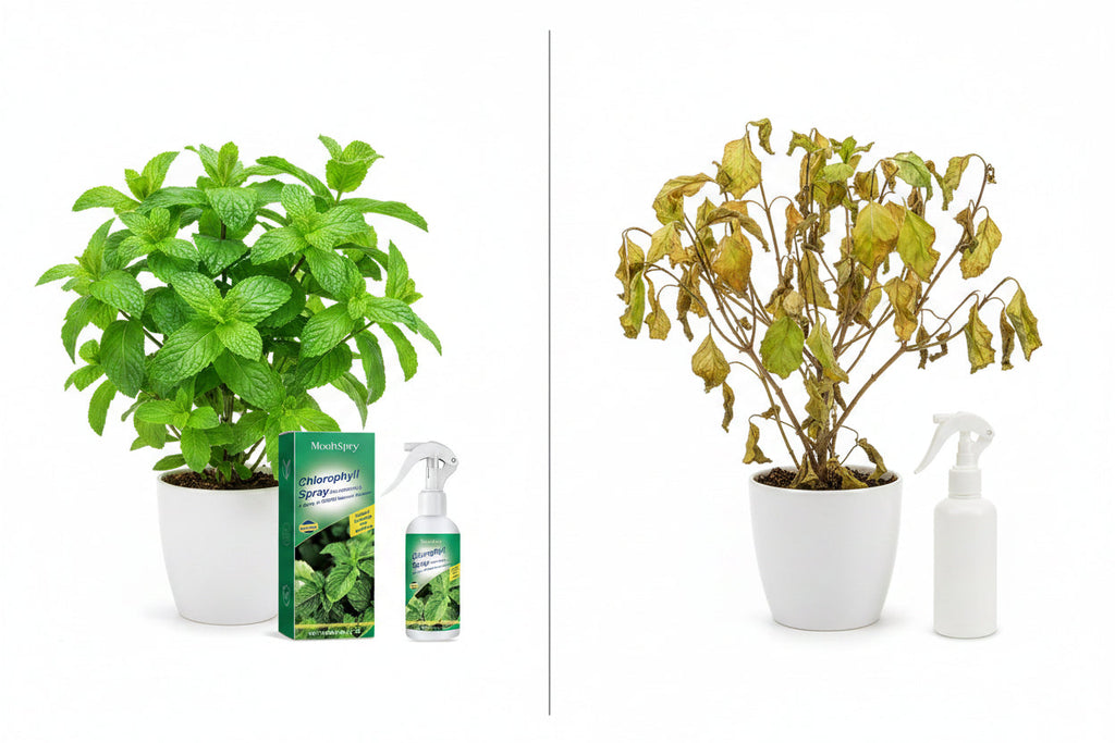 Chlorophyll Plant Nutrient Spray | Stop Yellowing & Boost Growth Natures Nook