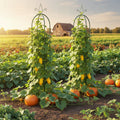 Decorative garden arch with cucumber and ponkings climbing plants on a farm