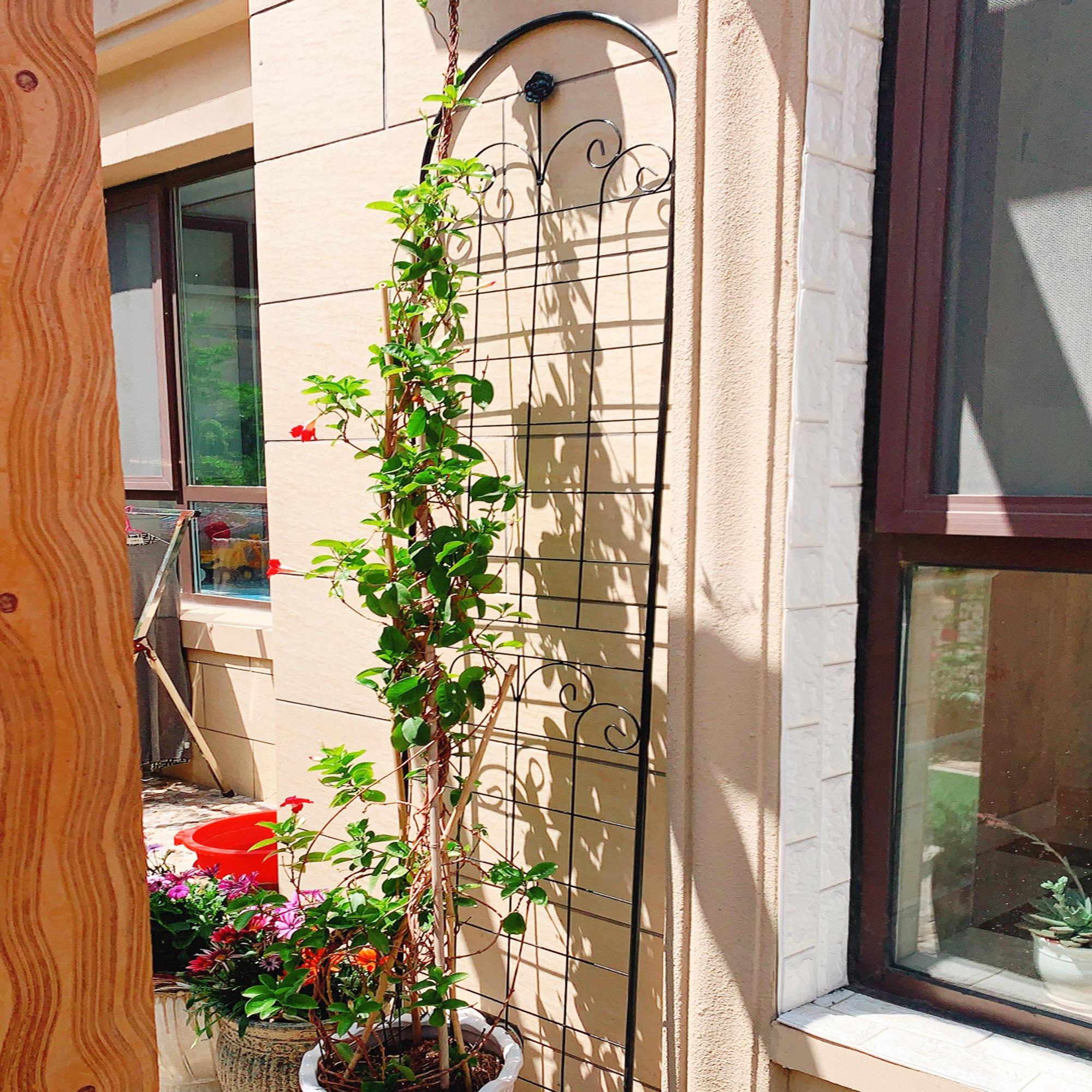 Metal Garden Trellis for Climbing Plants