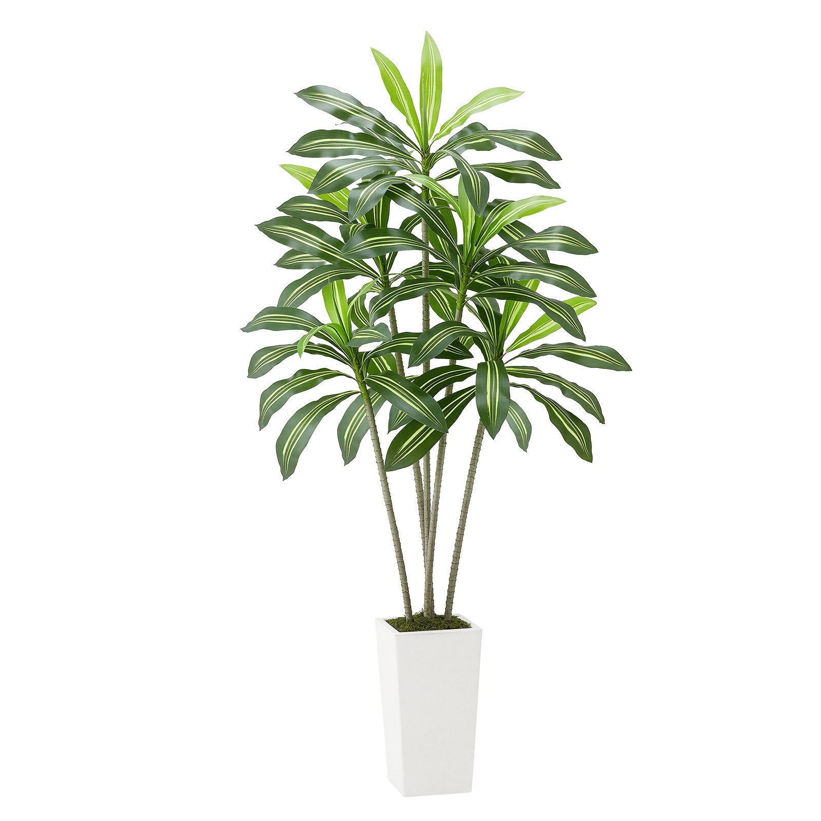 6ft Artificial Dracaena Tree – Indoor Plant with Planter